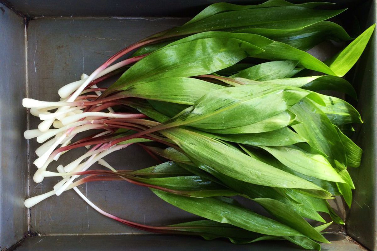 Fresh ramps in a metal container.