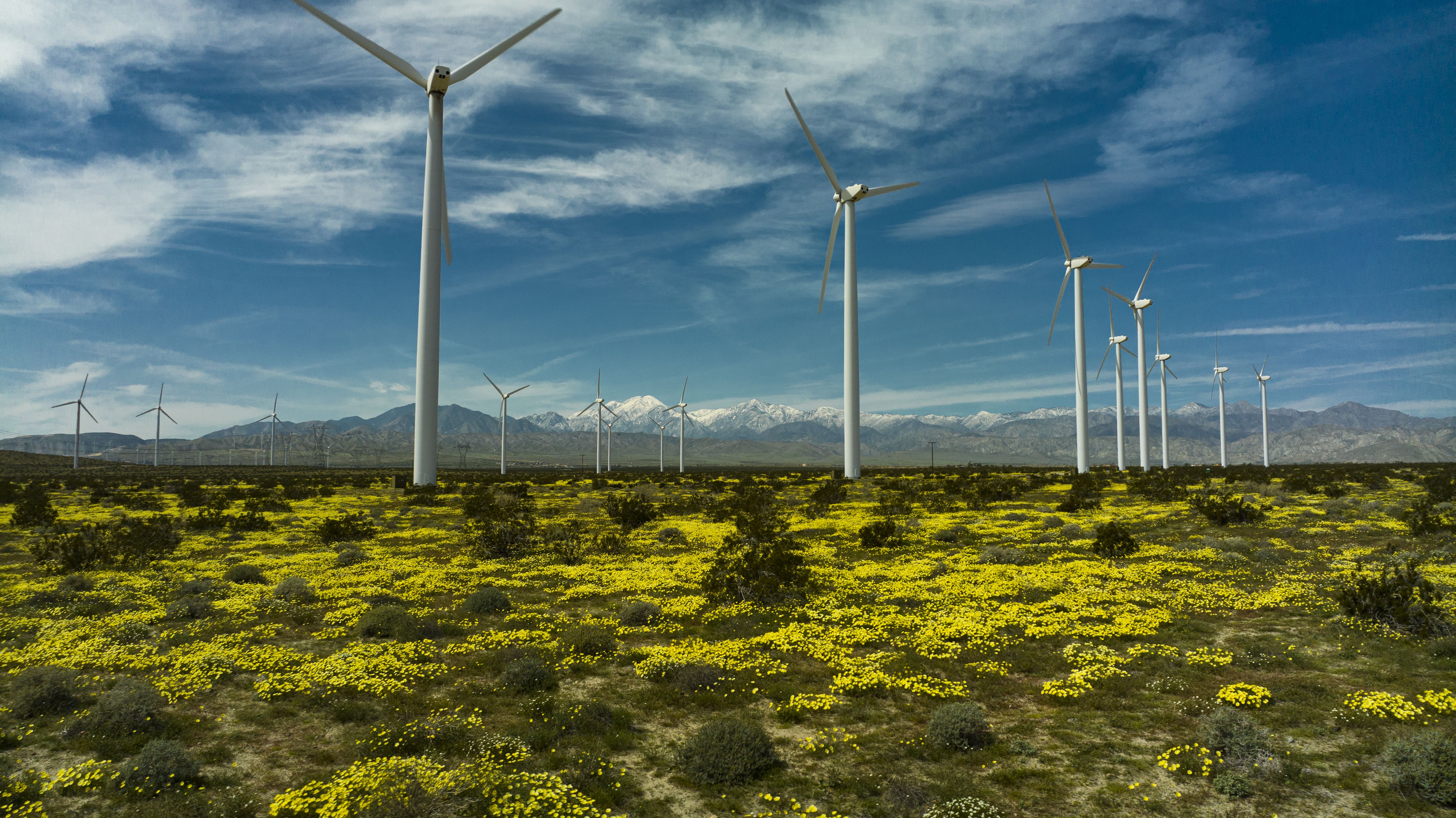 Spring yellow flowers grow beneath swirling Wind Mills outside of Palm Springs, California