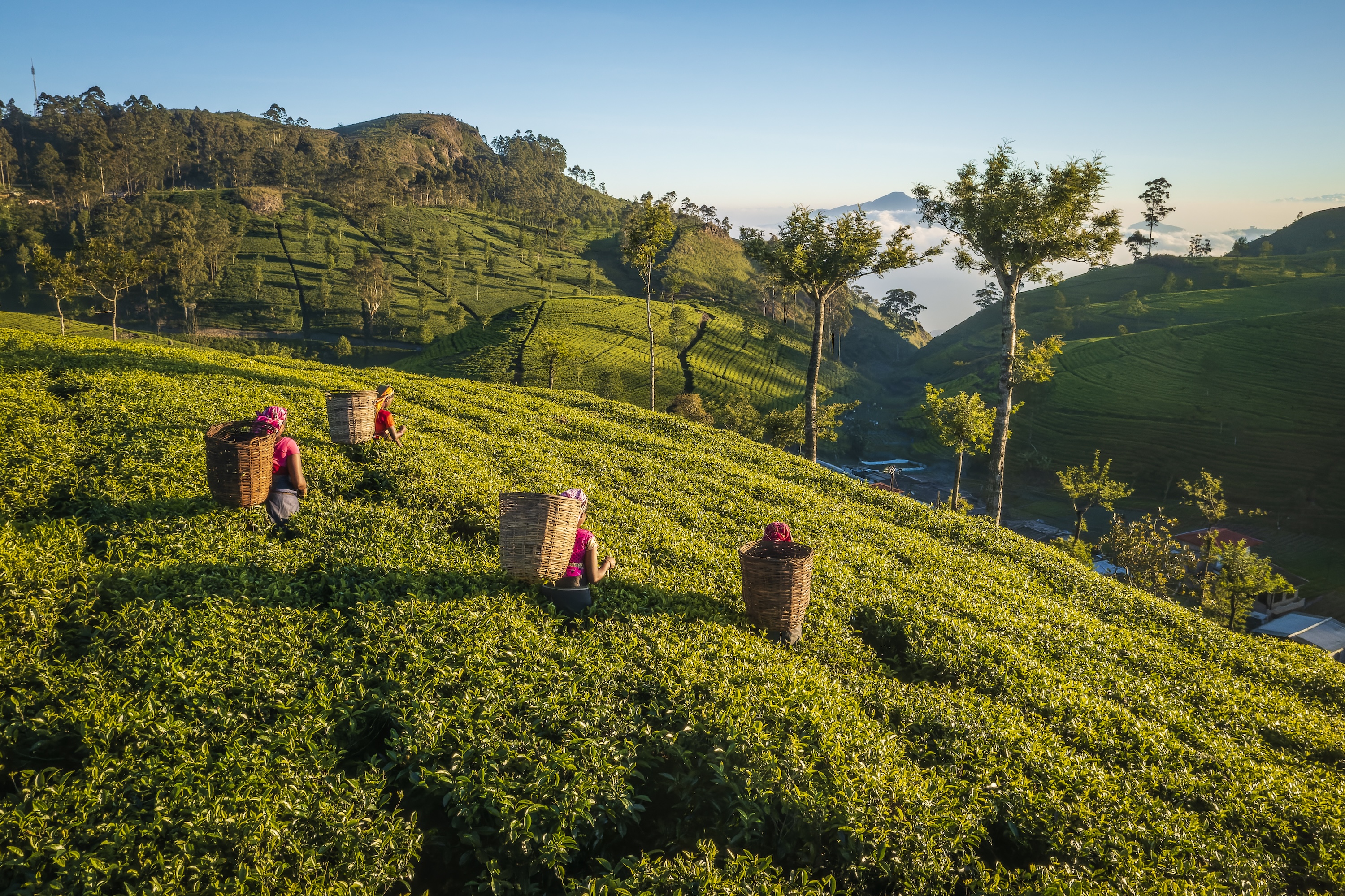 Four women with large baskets on their backs make their way through a hilly tea plantation.